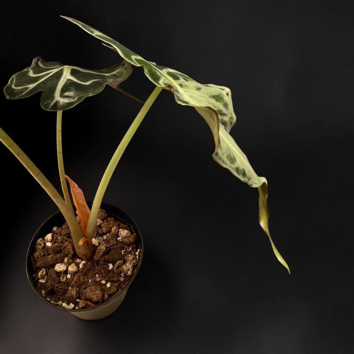 Alocasia Venom - Established Plant
