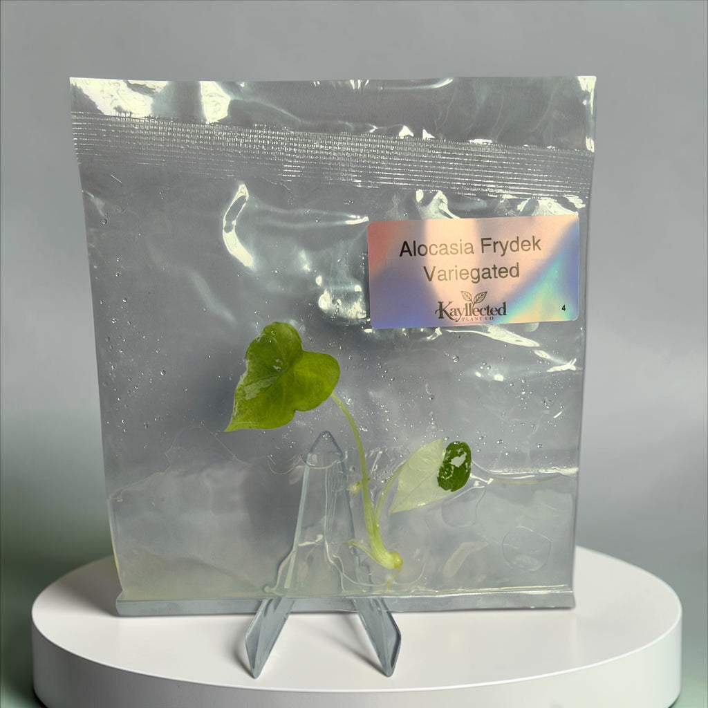 Alocasia Frydek Variegated – Grower’s Choice Tissue Culture