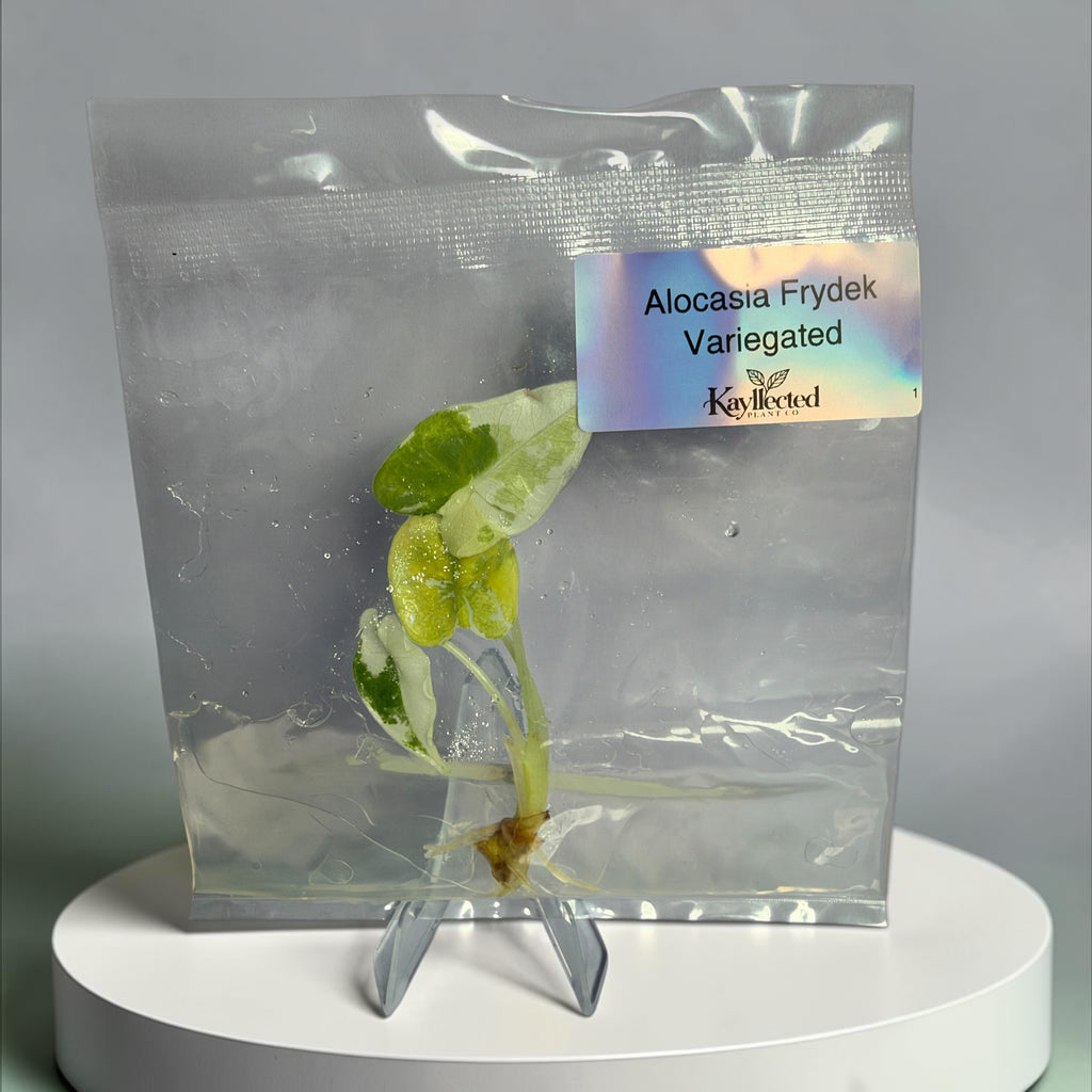 Alocasia Frydek Variegated – Grower’s Choice Tissue Culture
