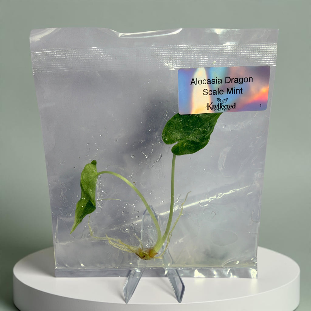 Alocasia Dragon Scale Mint - Tissue Culture
