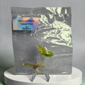 Alocasia Black Velvet Pink #03 - Tissue Culture
