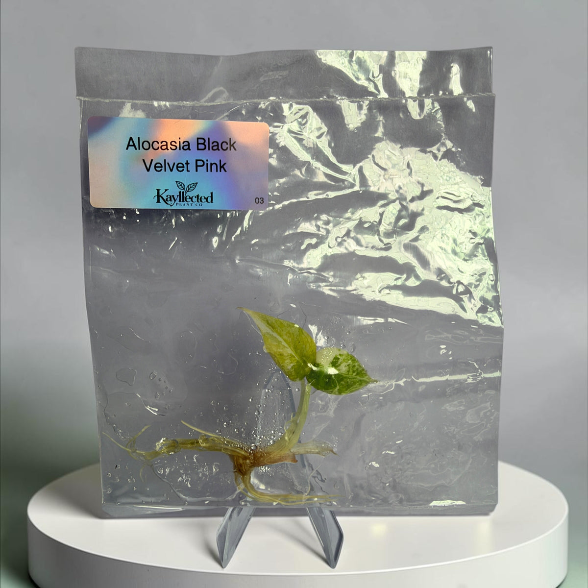 Alocasia Black Velvet Pink #03 - Tissue Culture