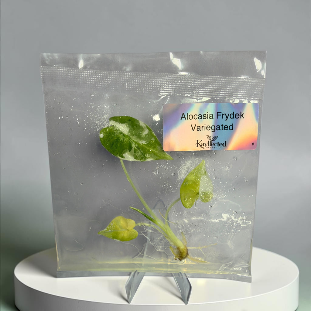 Alocasia Frydek Variegated – Grower’s Choice Tissue Culture