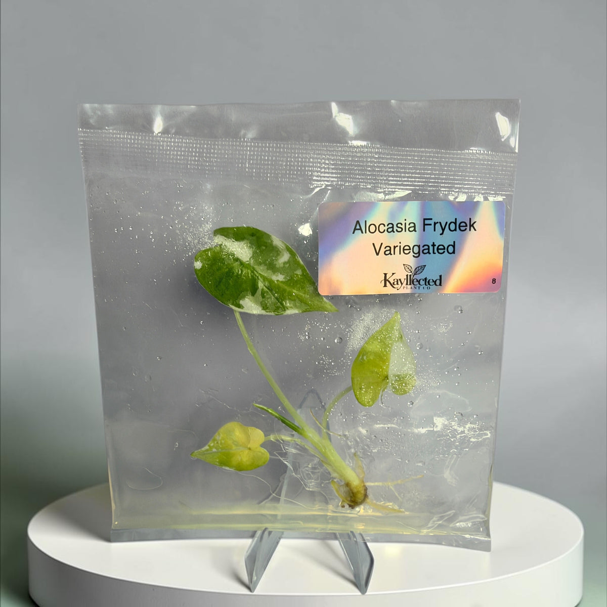 Alocasia Frydek Variegated – Grower’s Choice Tissue Culture