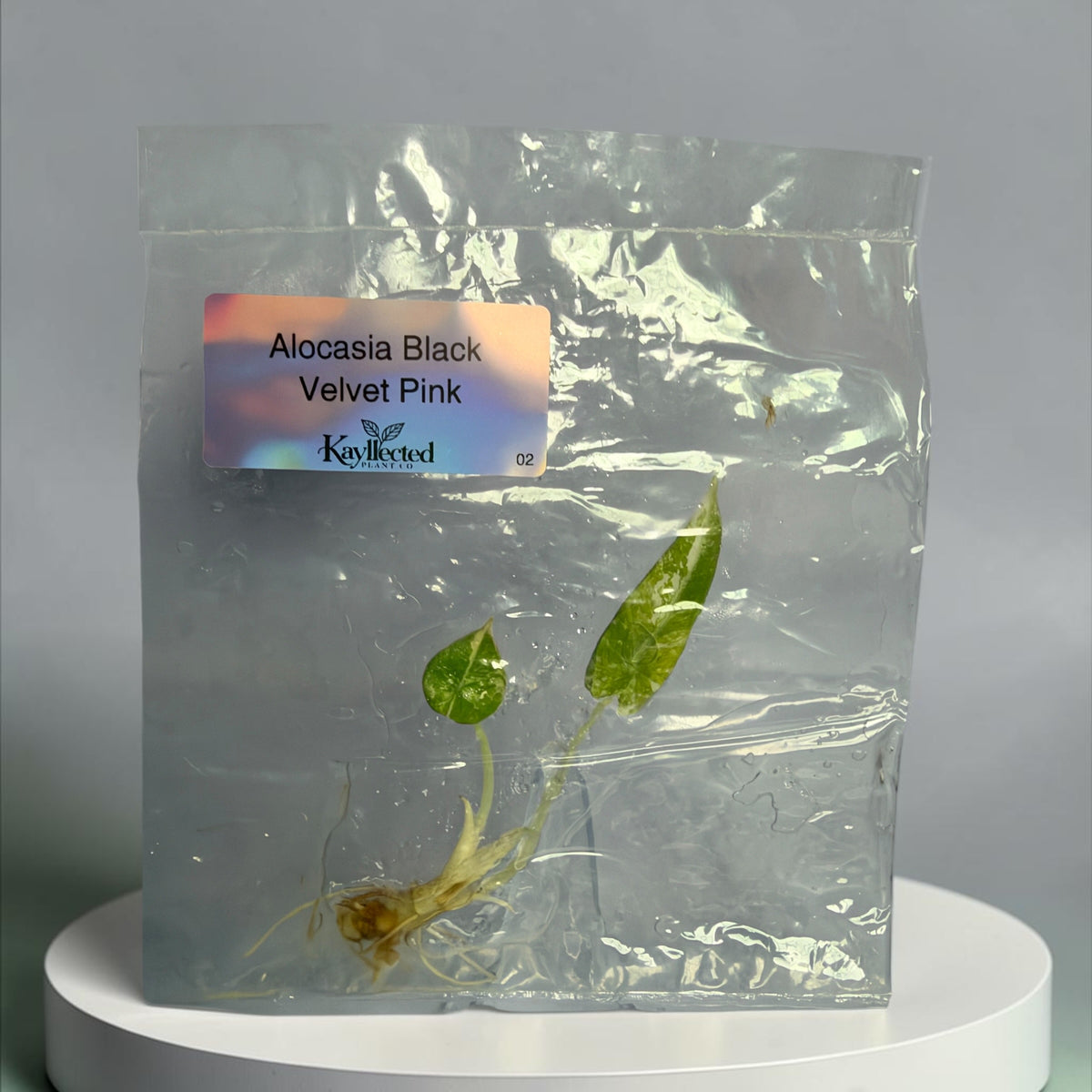 Alocasia Black Velvet Pink #02 - Tissue Culture