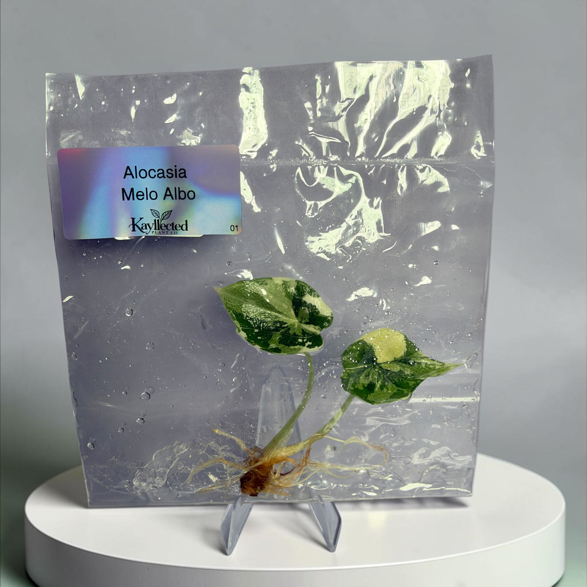 Alocasia Melo Albo #01 – Tissue Culture