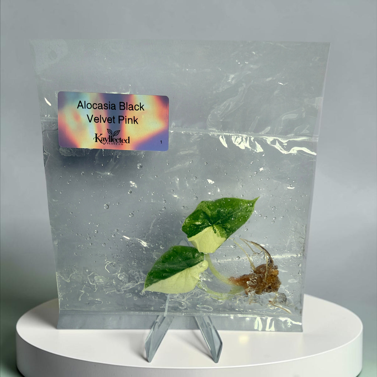 Alocasia Black Velvet Pink Half Moon #00 - Tissue Culture