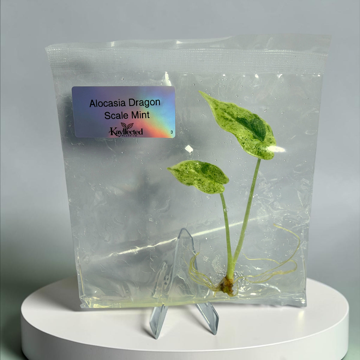 Alocasia Dragon Scale Mint - Tissue Culture
