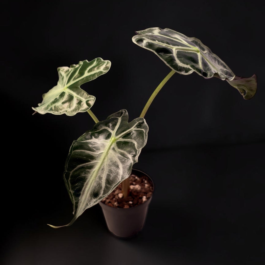 Alocasia Venom - Established Plant