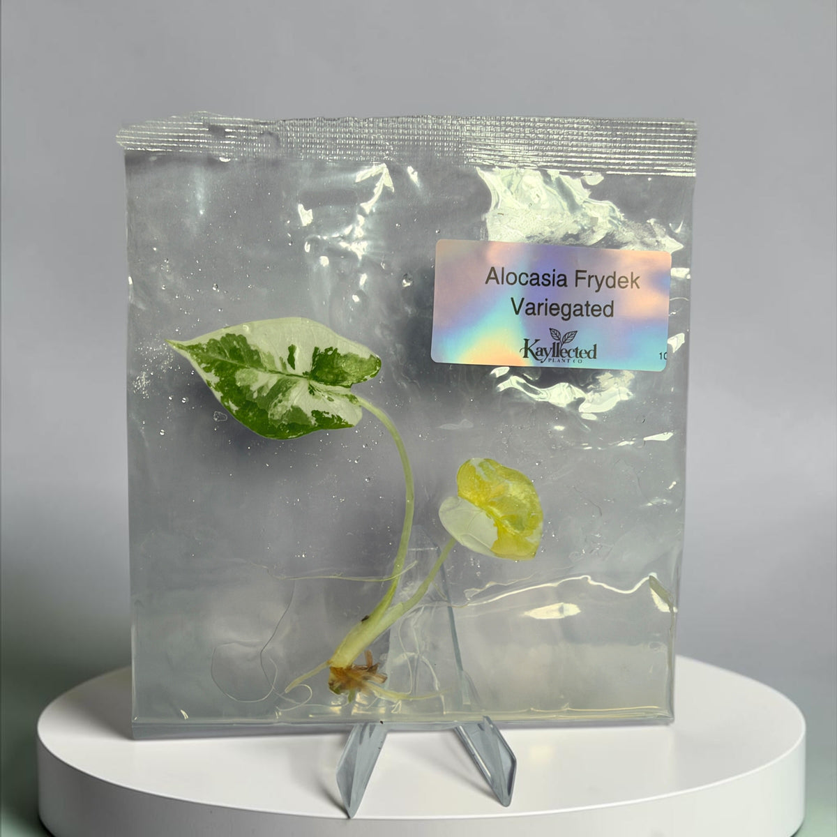 Alocasia Frydek Variegated – Grower’s Choice Tissue Culture