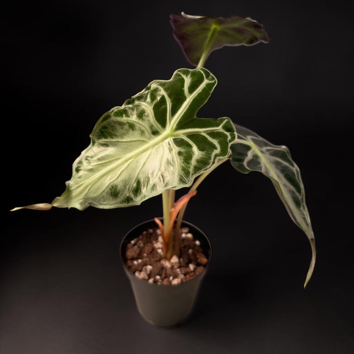 Alocasia Venom - Established Plant