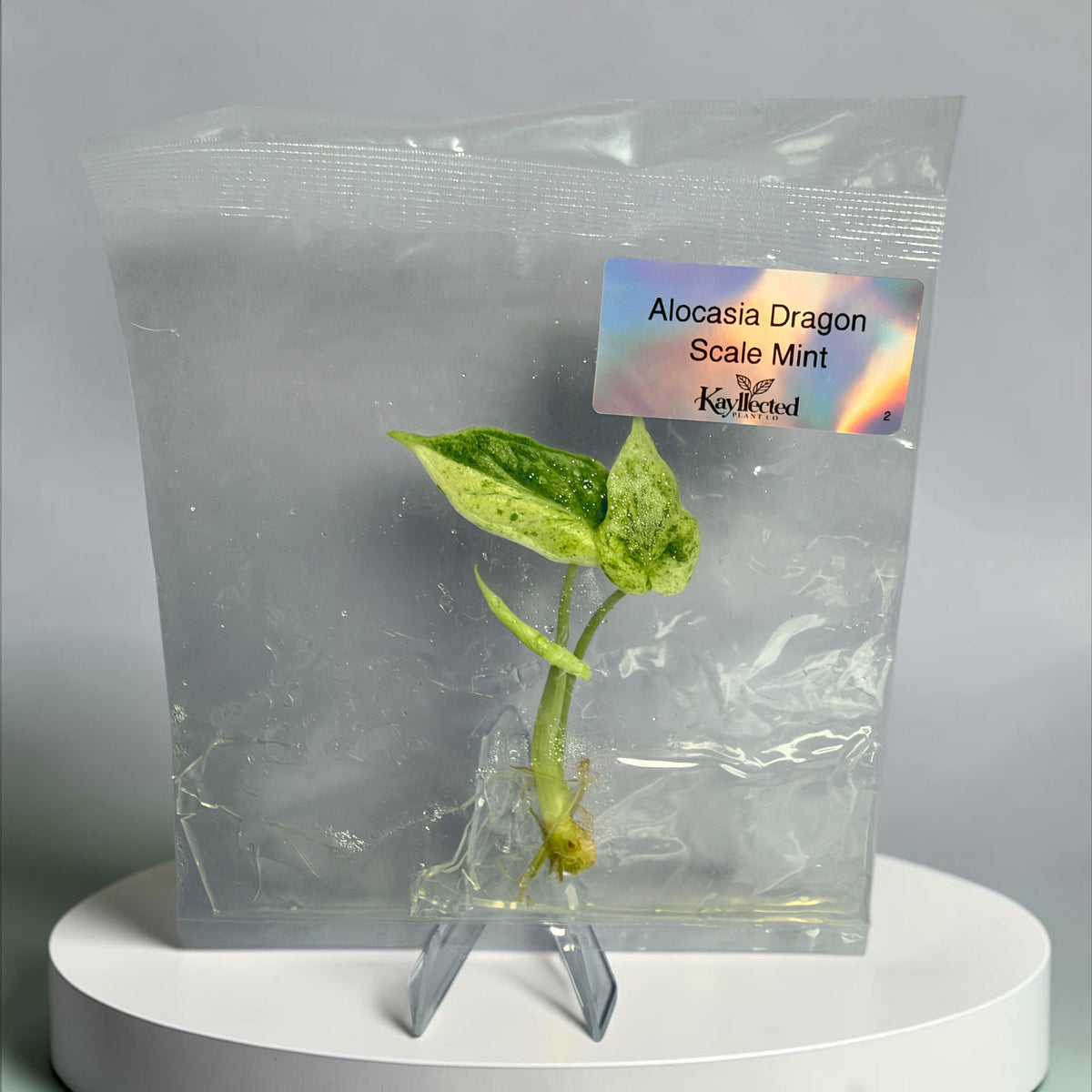 Alocasia Dragon Scale Mint - Tissue Culture