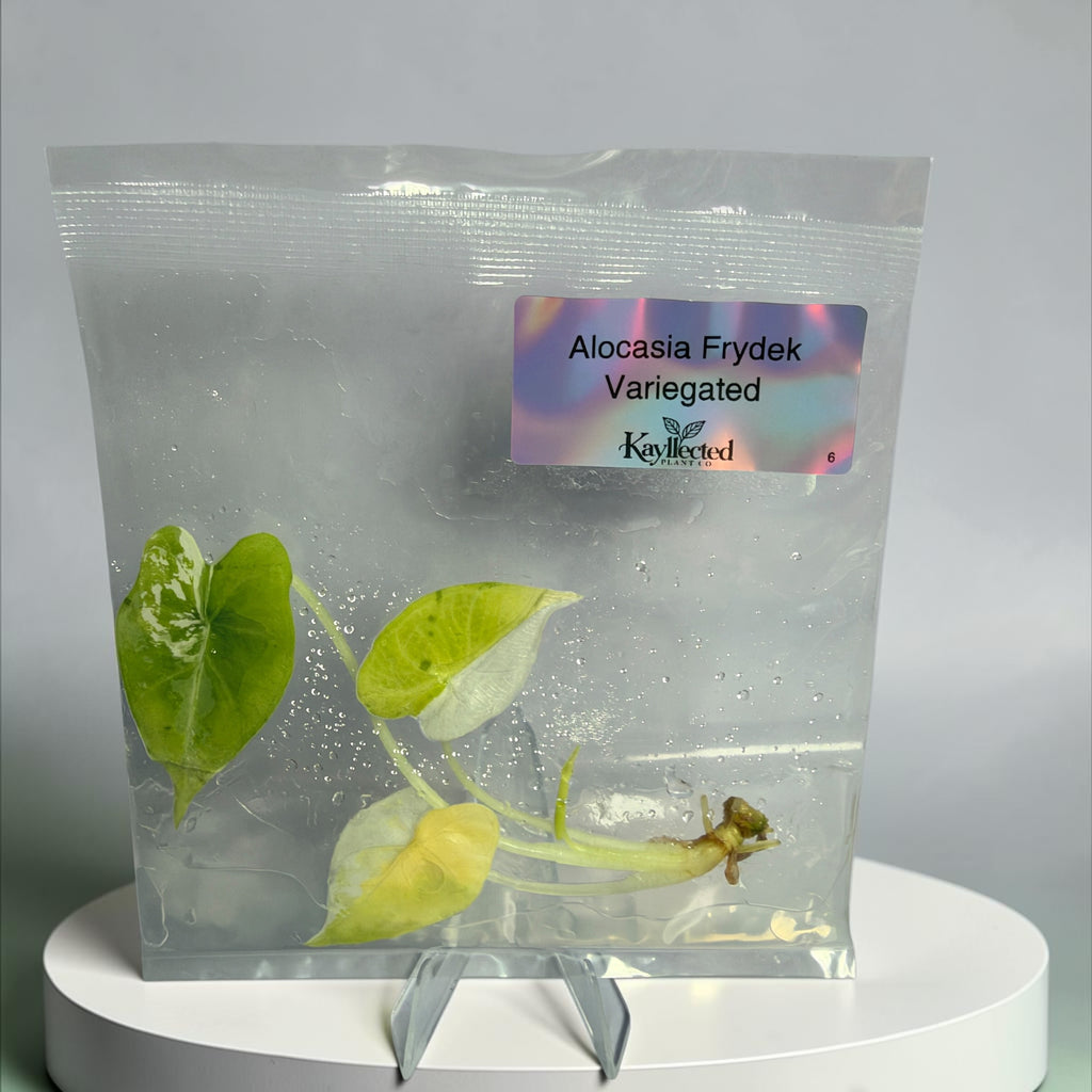 Alocasia Frydek Variegated – Grower’s Choice Tissue Culture