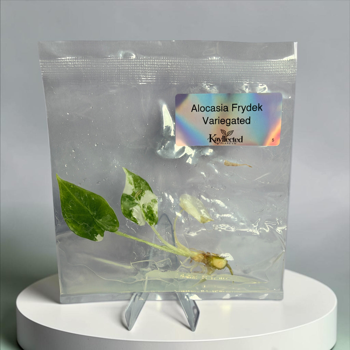 Alocasia Frydek Variegated – Grower’s Choice Tissue Culture