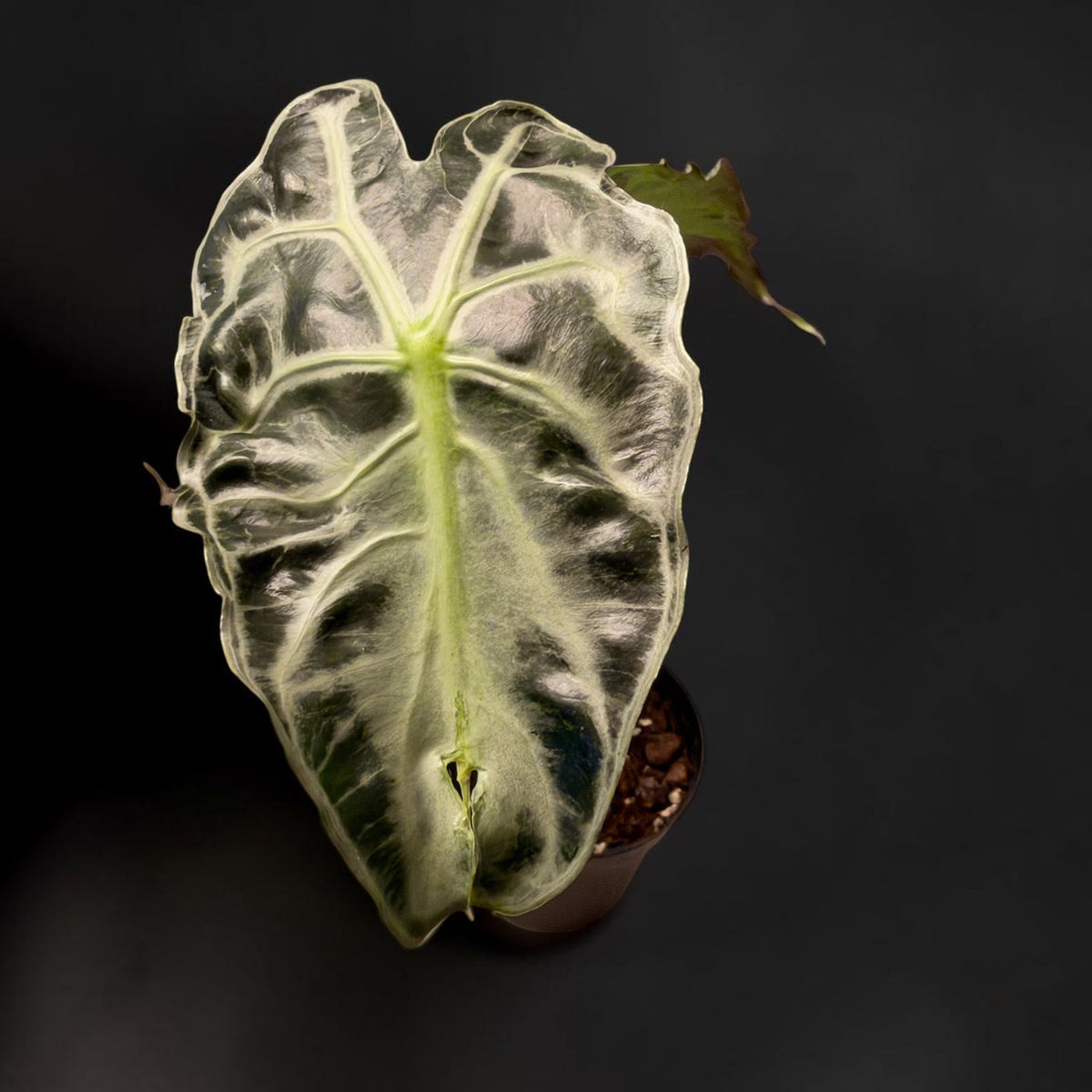 Alocasia Venom - Established Plant