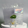 Alocasia Black Velvet Pink #01 - Tissue Culture