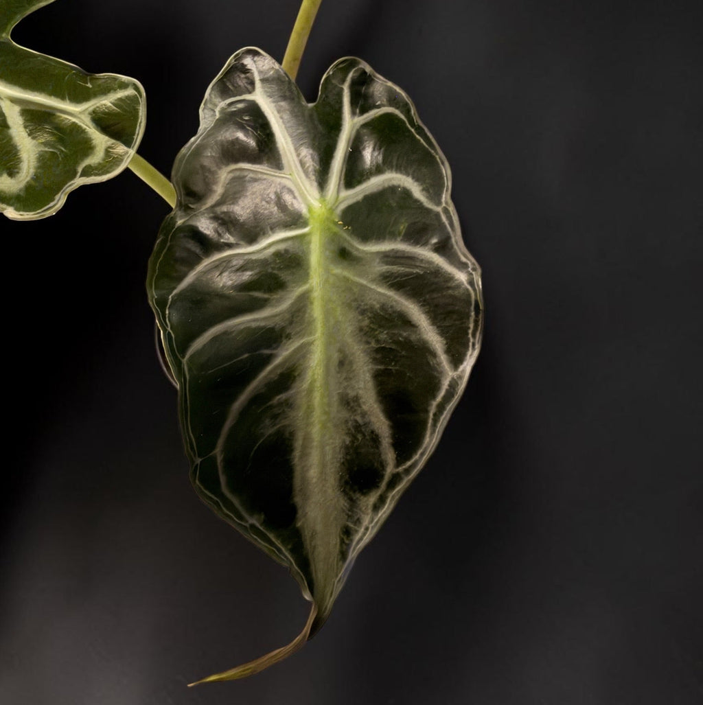 Alocasia Venom - Established Plant