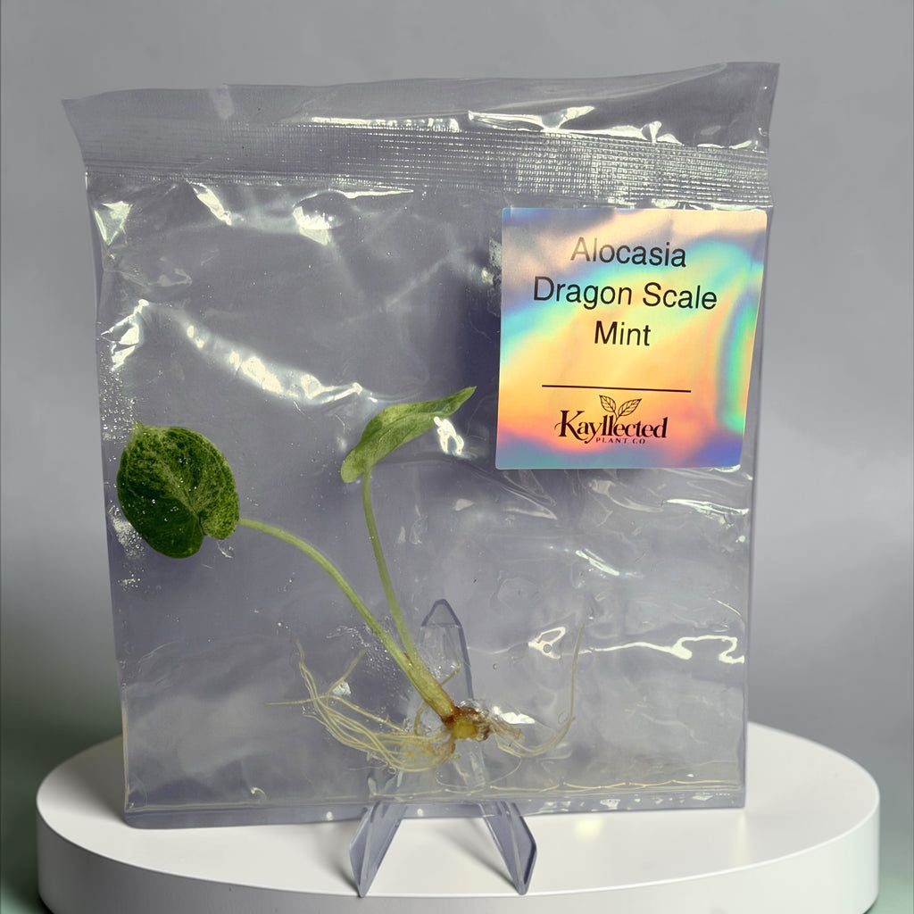 Alocasia Dragon Scale Mint - Tissue Culture